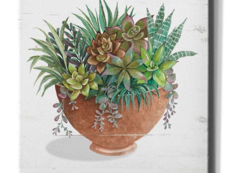 Terracotta Succulents II  by Cindy Jacobs, Canvas Wall Art Online now