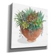 Terracotta Succulents II  by Cindy Jacobs, Canvas Wall Art Online now