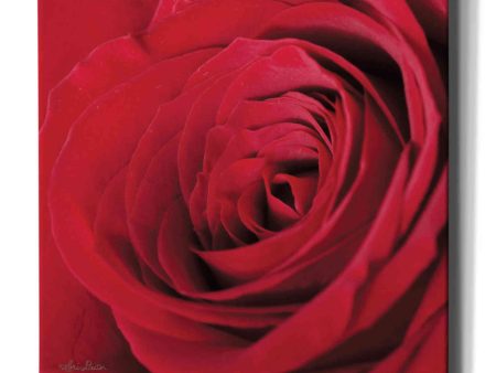 The Red Rose III  by Lori Deiter, Canvas Wall Art on Sale