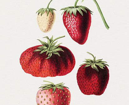 LET789 - Strawberry Study III - 12x16 Fashion