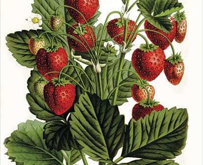 LET790 - Strawberry Study IV - 12x16 Online now