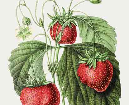 LET787 - Strawberry Study I - 12x16 For Discount