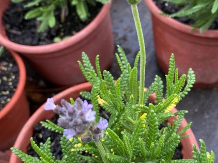 Lavanda Sp. Online now