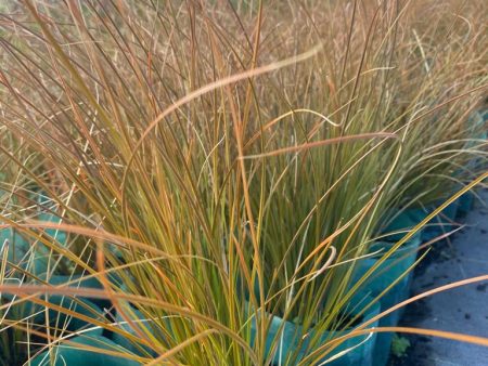 Carex Bronce For Cheap