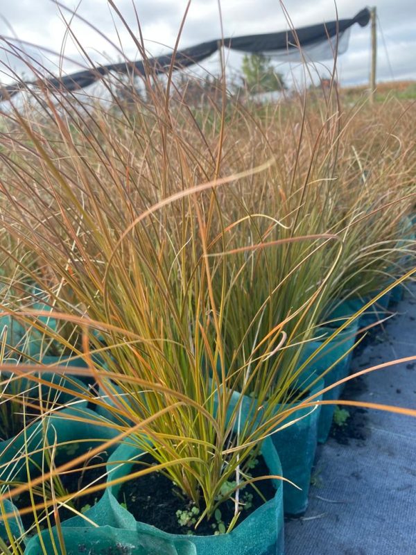 Carex Bronce For Cheap