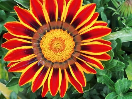 Gazania Sale