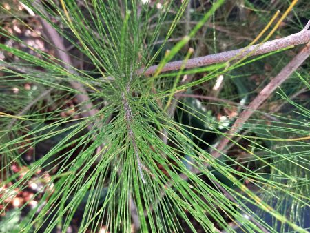 Casuarina Hot on Sale