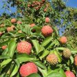 Árbol de la Frutilla Online