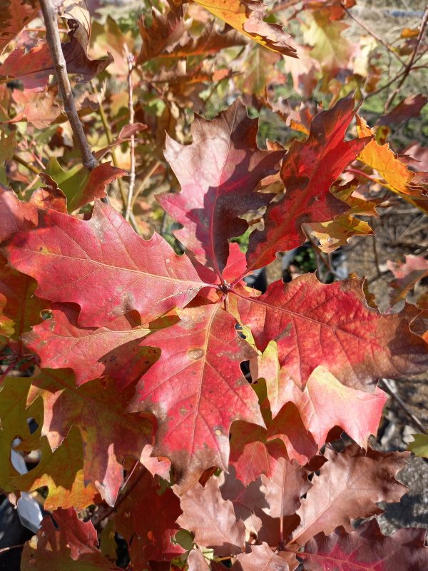 Roble de Corteza de Cerezo Online now