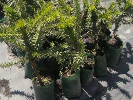 Araucaria Sale