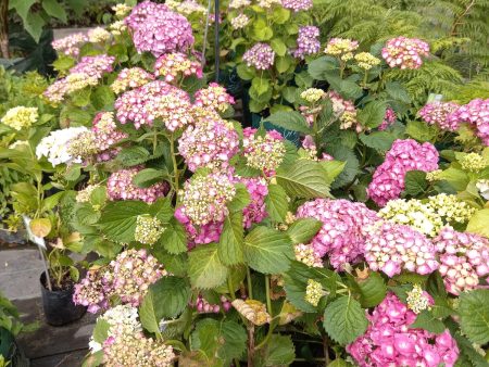 Bella Hortensia Online