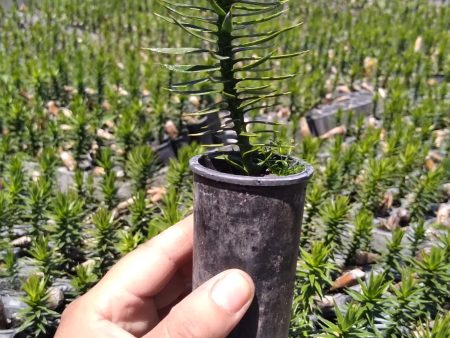 Araucaria en speedling Cheap