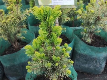 Picea Cónica For Sale